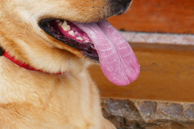 Close-up of dog with large tongue.