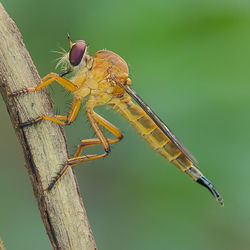 Close-up of dragonfly on twig