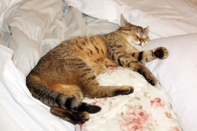 High angle view of cat sleeping on bed at home