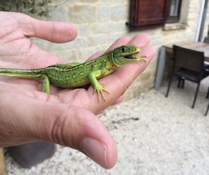 Close-up of cropped hand