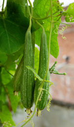 Close-up of fresh green leaves on plant