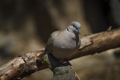 Close-up of bird perching on branch