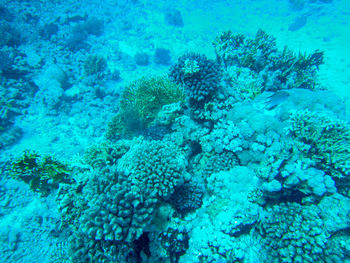 View of fish underwater