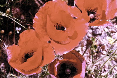 Close-up of tree trunk