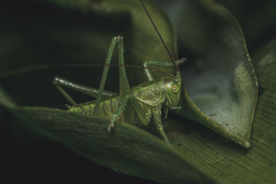 Close-up of insect