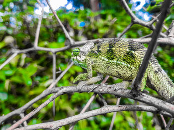 Close-up of squirrel on tree