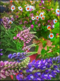 Full frame shot of purple flowering plants