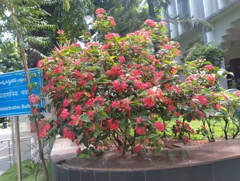 Red flowers on potted plant