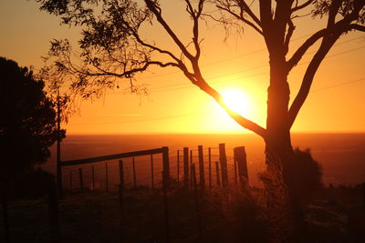 Silhouette of trees at sunset