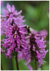 Close-up of bee on purple flower