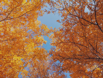 Low angle view of autumnal trees against clear sky