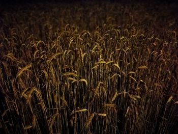 Full frame shot of wheat field