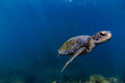 Sea turtle swimming in sea