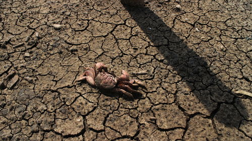 High angle view of crab on dry land