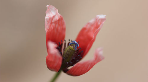 Close-up of red flower bud