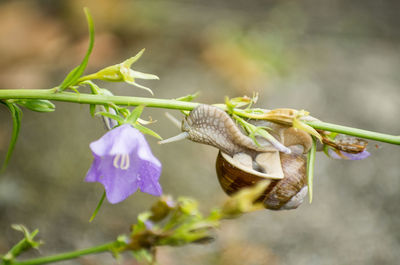 Close-up of purple roses on plant