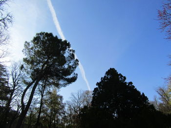 Low angle view of trees against sky