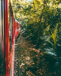 Train in forest