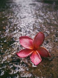 High angle view of plant