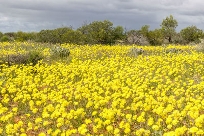 Scenic view of oilseed rape field against sky