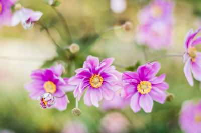 Close-up of pink flowering plants