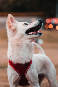 Close-up of a dog yawning