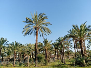 Palm trees on field against clear sky