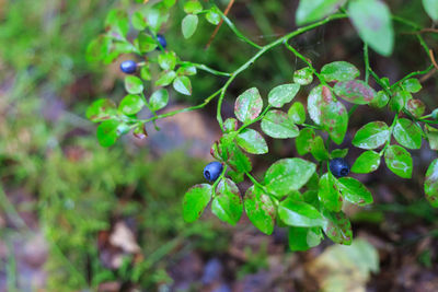 Close-up of green leaves