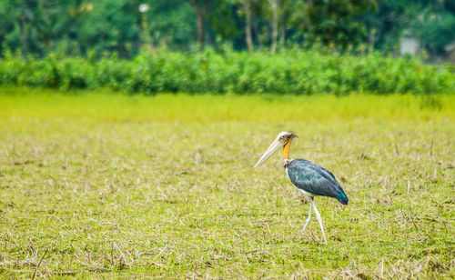 Bird perching on field