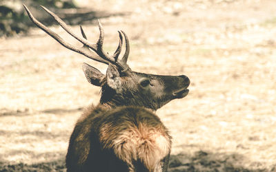 Close-up of deer lying outdoors