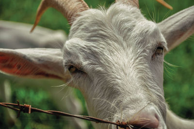 Close-up of goat next a fence in a farmhouse near the village of joanopolis. brazil.