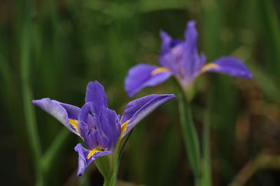 Close-up of purple crocus flowers on field