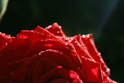 Close-up of red flower