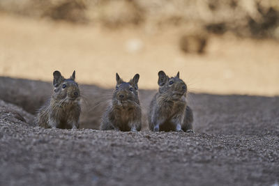 Group of degu sitting at their den in the arid landscape of the atacama desert in chile. 