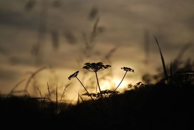 Close-up of silhouette plants on field against sky during sunset