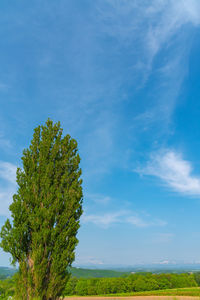 Tree on field against sky