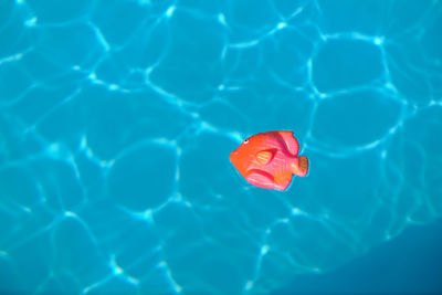 Toy fish floating in swimming pool