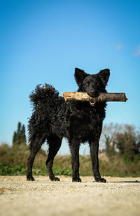 Portrait of a dog on the field