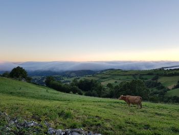 View of a sheep on landscape