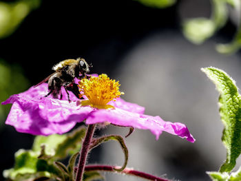 Close-up of bee on flower