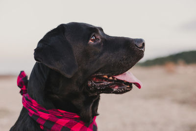 Close-up of black dog looking away