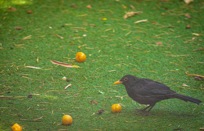 High angle view of bird on ground