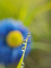 Close-up of drops on plant stem