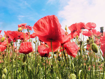 Close-up of red poppies on field against sky