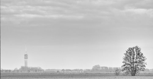 Trees on field against sky