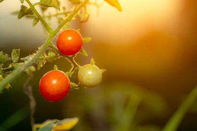 Close-up of red berries growing on plant