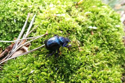 High angle view of insect on plant