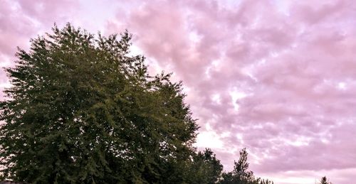 Low angle view of tree against sky