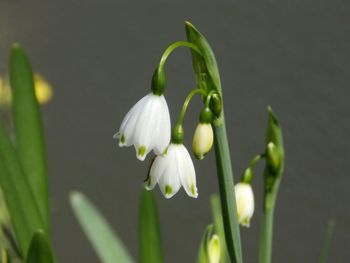 Close-up of white flower blooming outdoors