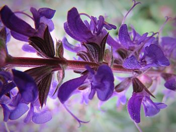 Close-up of purple flowers